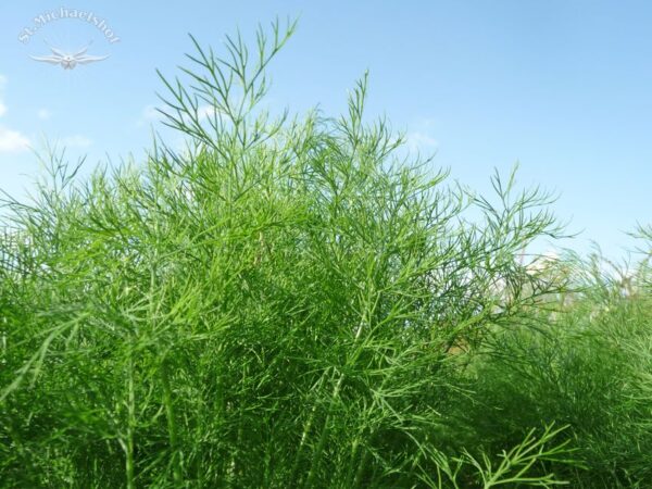 Dill – Bild 2