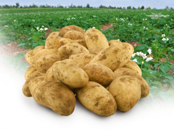 Frühkartoffel vorw. festkochend
