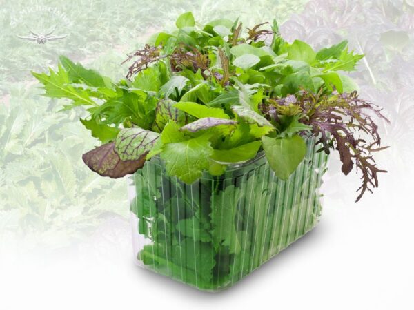 Asia Salat – Bild 2