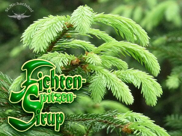 Fichten-Spitzen-Sirup – Bild 2
