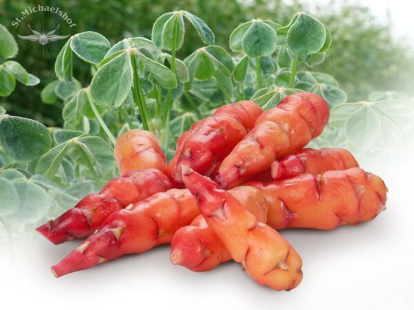 Oca – Bild 2