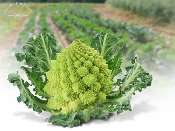 Romanesco – Bild 2