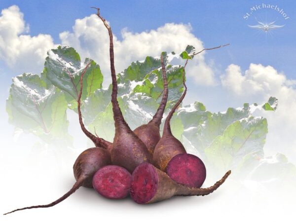 Rote Bete-Gourmet