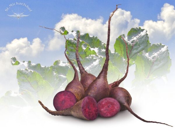 Rote Bete-Gourmet – Bild 2