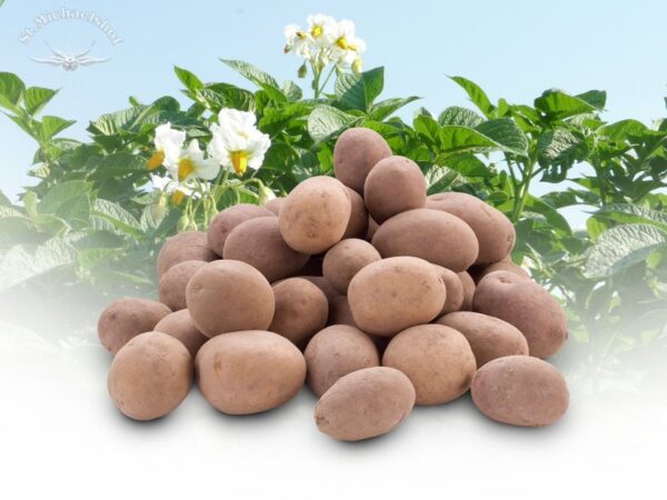 Nusskartoffeln – Bild 2