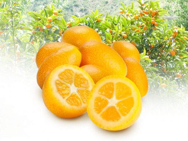 Kumquats