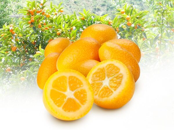 Kumquats – Bild 2