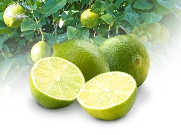 Limette – Bild 2