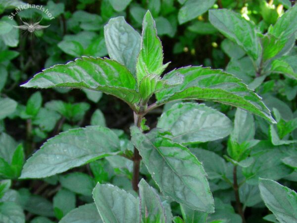 Pfefferminze Multimentha – Bild 2
