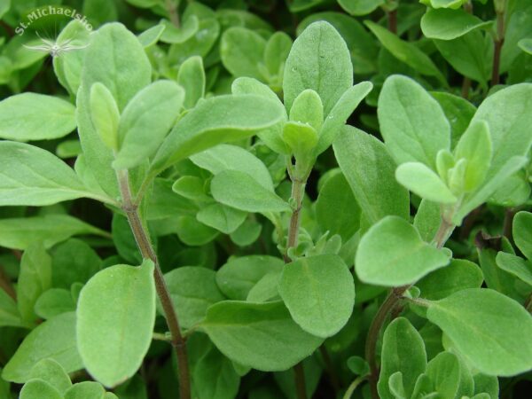 Oregano – Bild 2