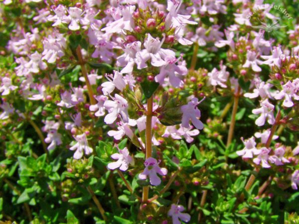 Thymian