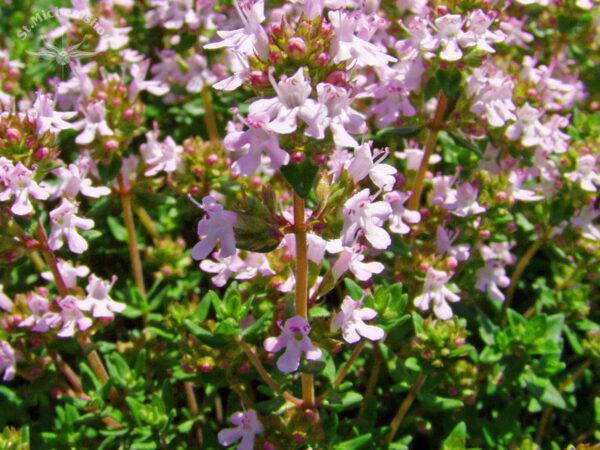 Thymian – Bild 2