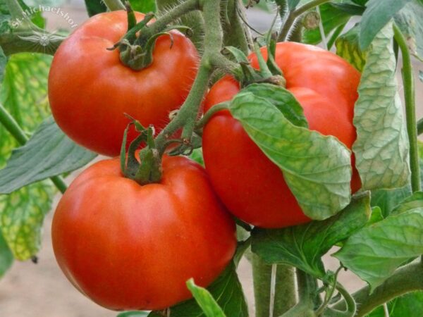 Fleischtomate – Bild 2