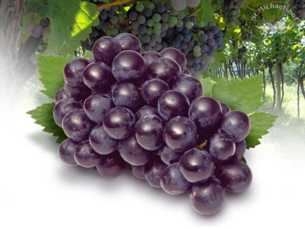 Trauben rot