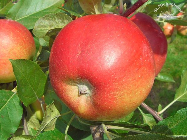 Äpfel "Natyra"