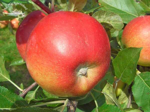 Äpfel "Natyra" – Bild 2