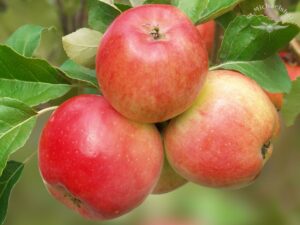 Äpfel