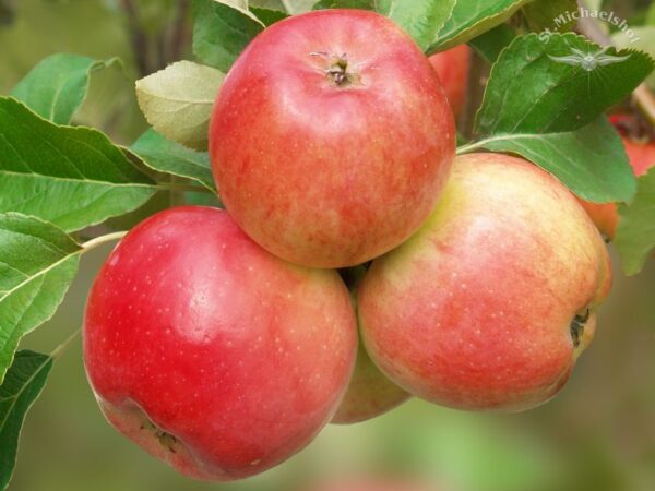 Äpfel