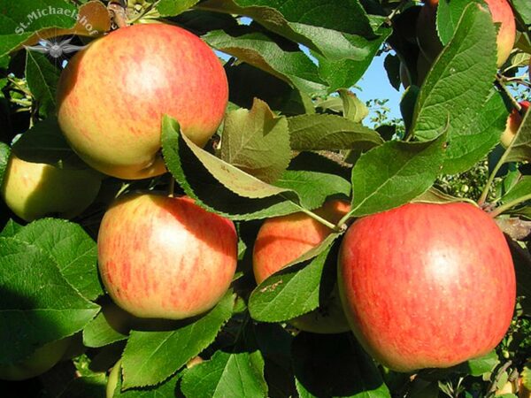 Äpfel – Bild 2