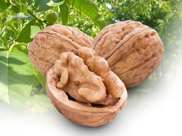 Walnüsse biologisch – Bild 2