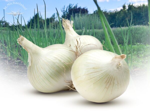 Zwiebeln weiß – Bild 2