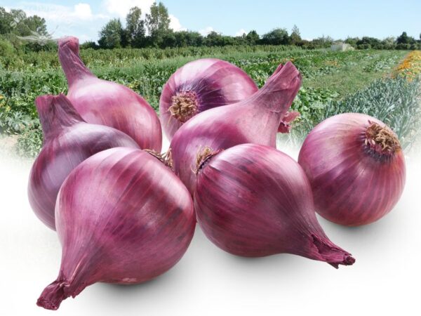 Zwiebeln rot – Bild 2