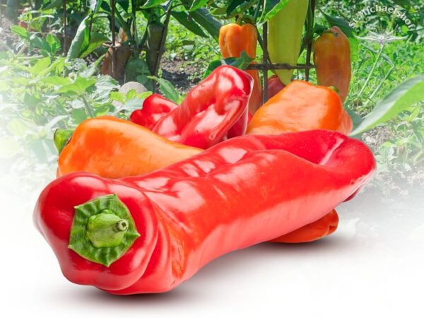 Spitzpaprika rot