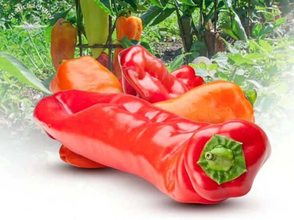 Spitzpaprika rot – Bild 2