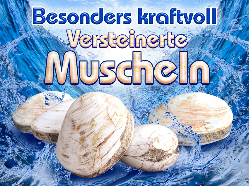 Versteinerte Muscheln – Bild 2