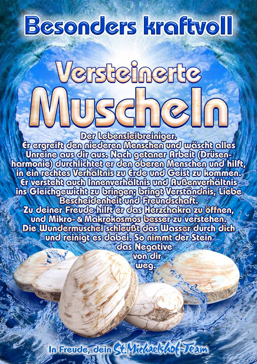 Versteinerte Muscheln – Bild 3