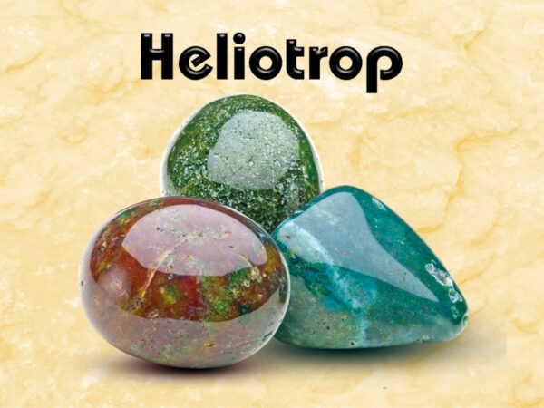 Heliotrop – Bild 2
