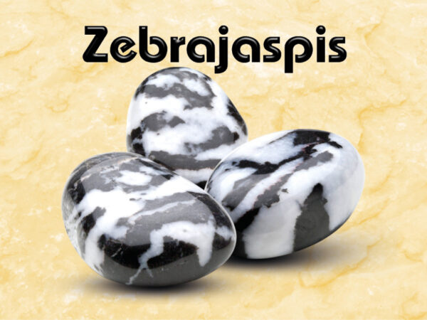 Zebrajaspis – Bild 2
