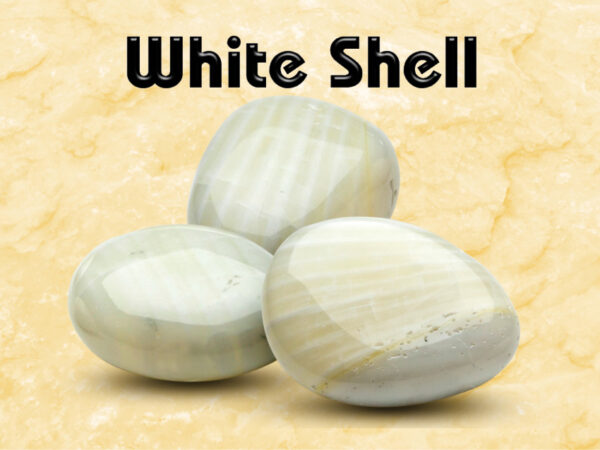 White Shell – Bild 2