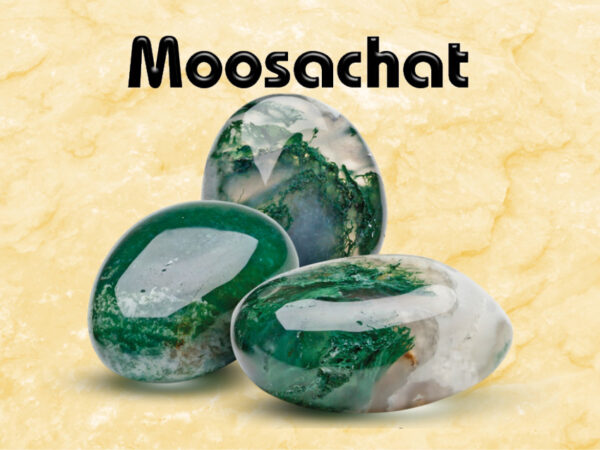 Moosachat – Bild 2