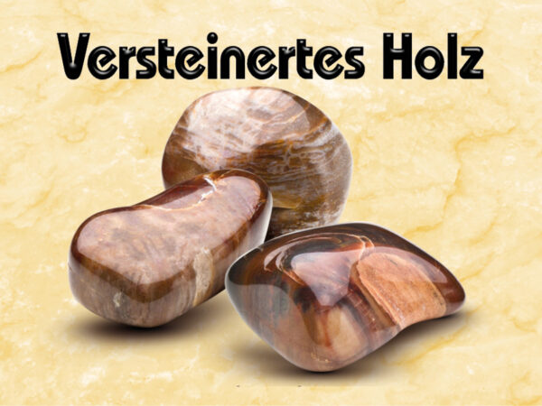Versteinertes Holz