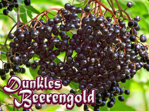 Dunkles Beerengold – Bild 2