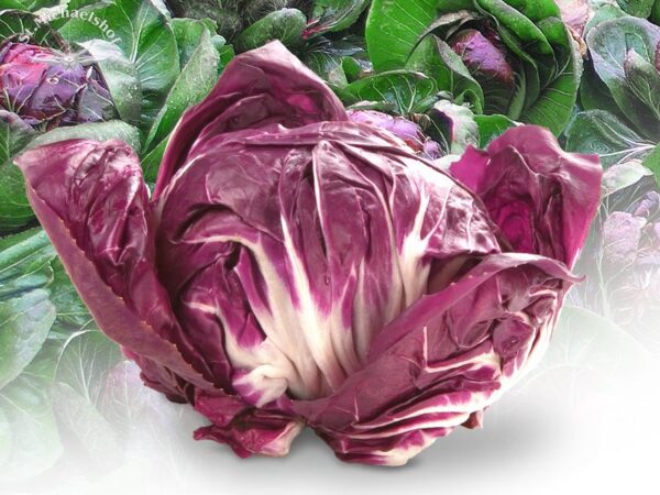 Radicchio – Bild 2