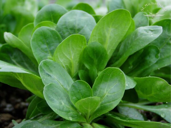 Feldsalat