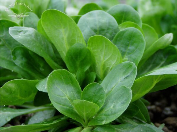 Feldsalat – Bild 2