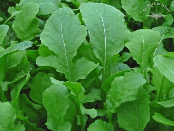 Rucola
