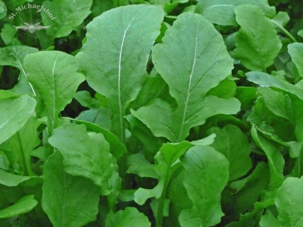 Rucola – Bild 2