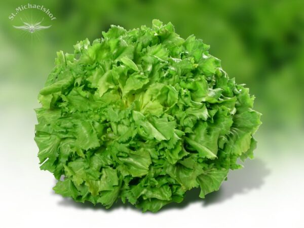Endivien-Salat – Bild 2