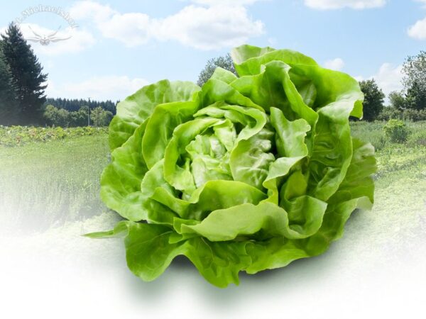 Kopfsalat – Bild 2