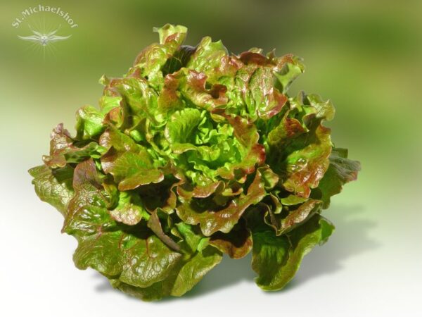Batavia-Salat – Bild 2