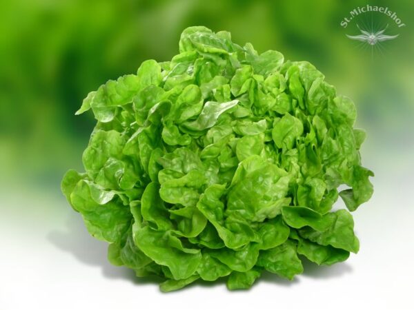 Eichblatt-Salat