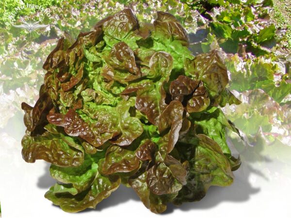Eichblatt-Salat – Bild 2