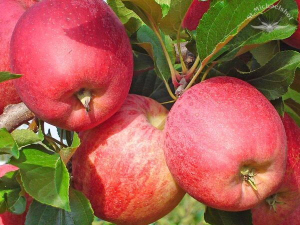 Äpfel "Gala"