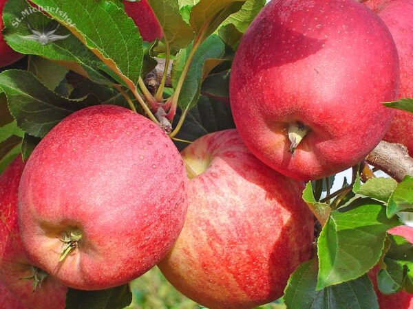 Äpfel "Gala" – Bild 2
