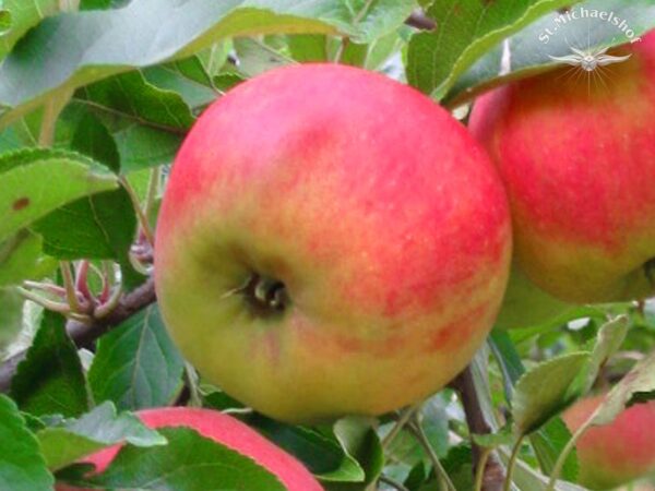 Äpfel "Elstar"