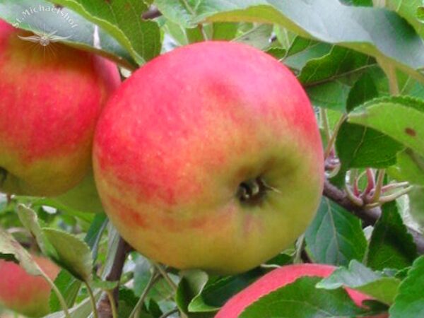 Äpfel "Elstar" – Bild 2